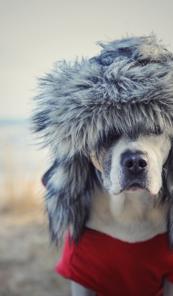 Охотничья собака в теплой шапке 