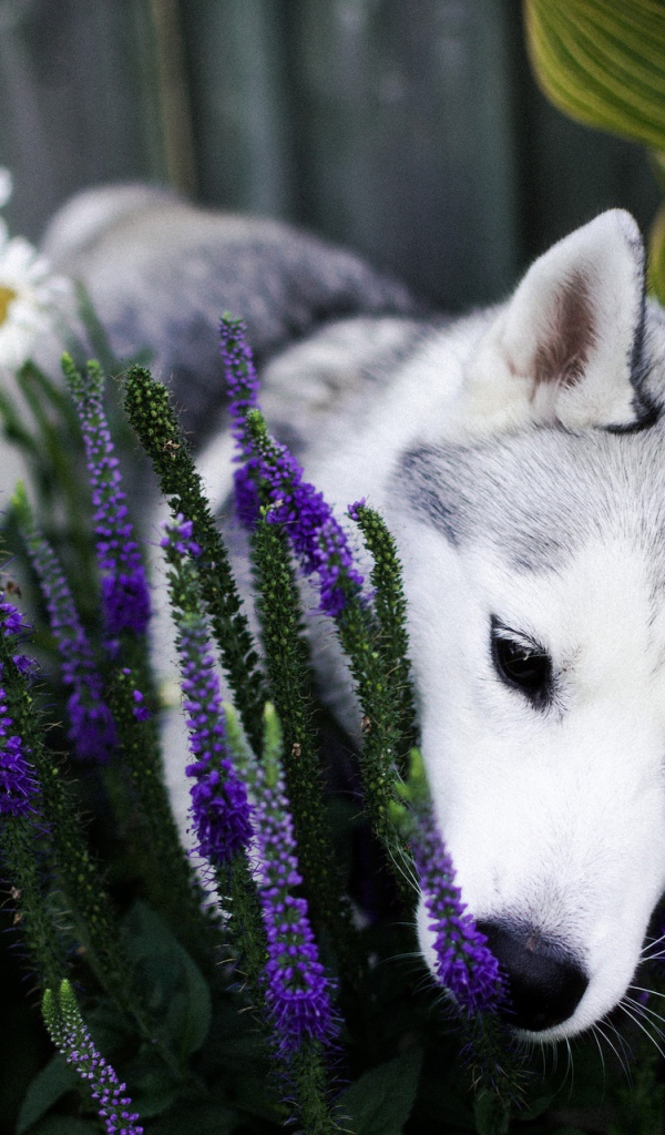 Собака породы хаски в цветах 
