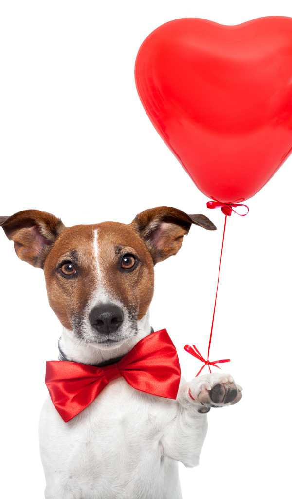 Джек-рассел-терьер с красным шариком в форме сердца на белом фоне