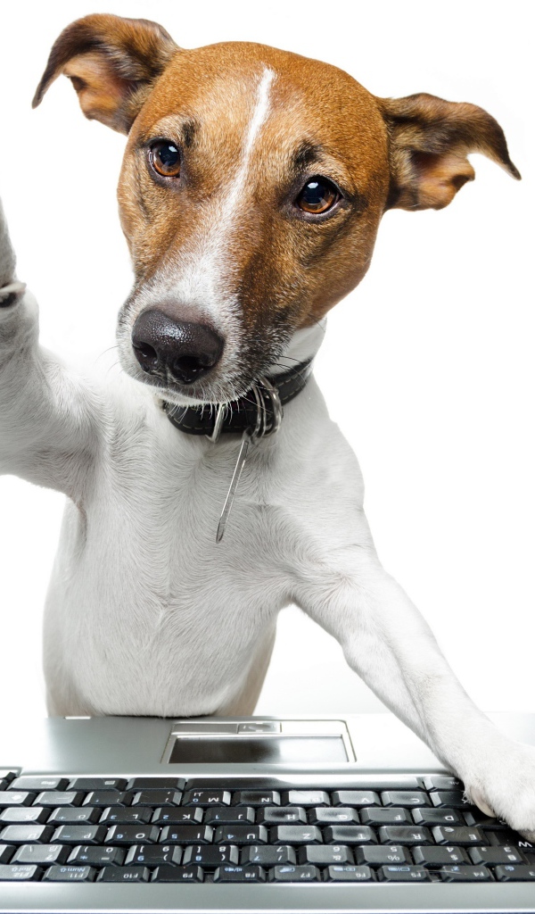 Джек рассел терьер с клавиатурой на белом фоне
