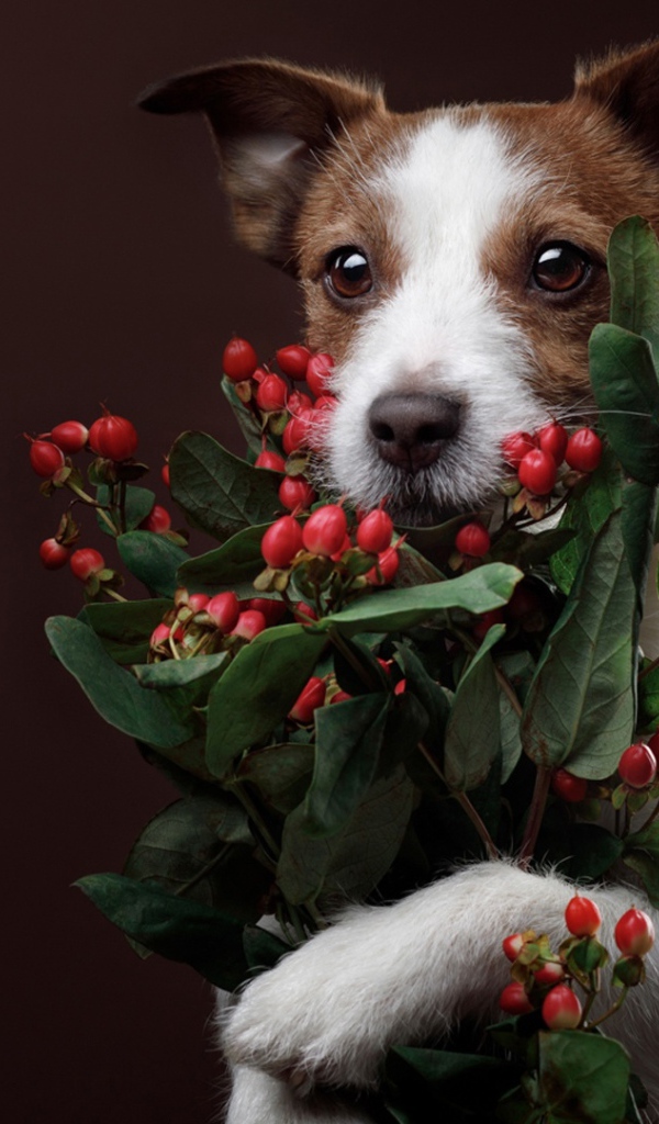 Джек рассел терьер с ягодами на коричневом фоне 
