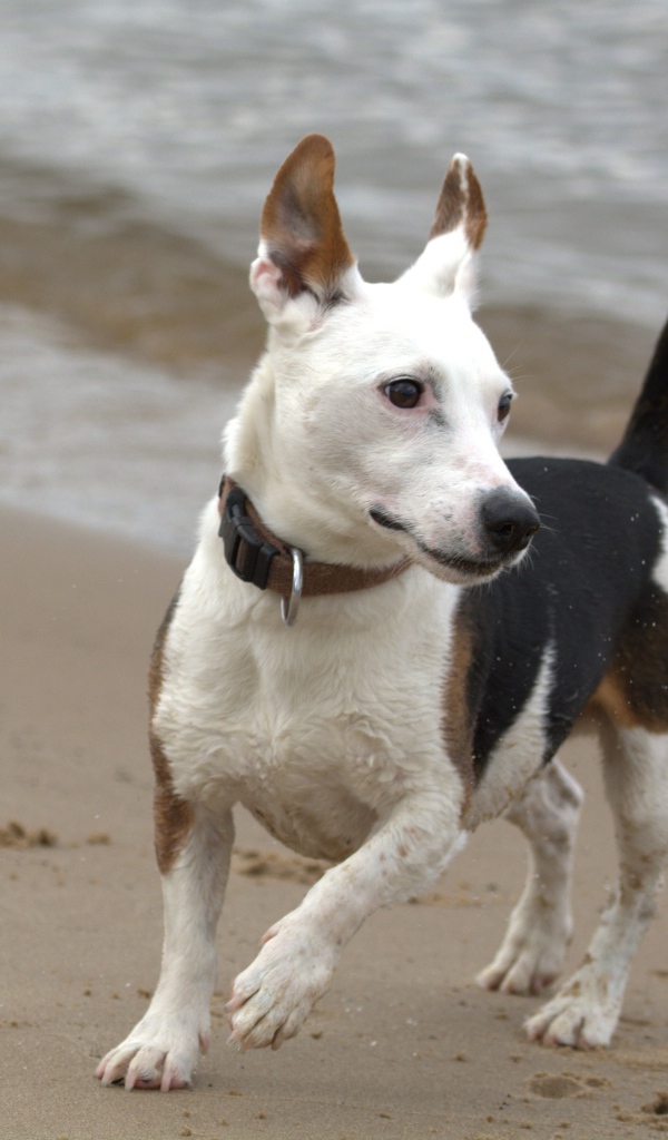 Джек рассел терьер гуляет по песку на пляже