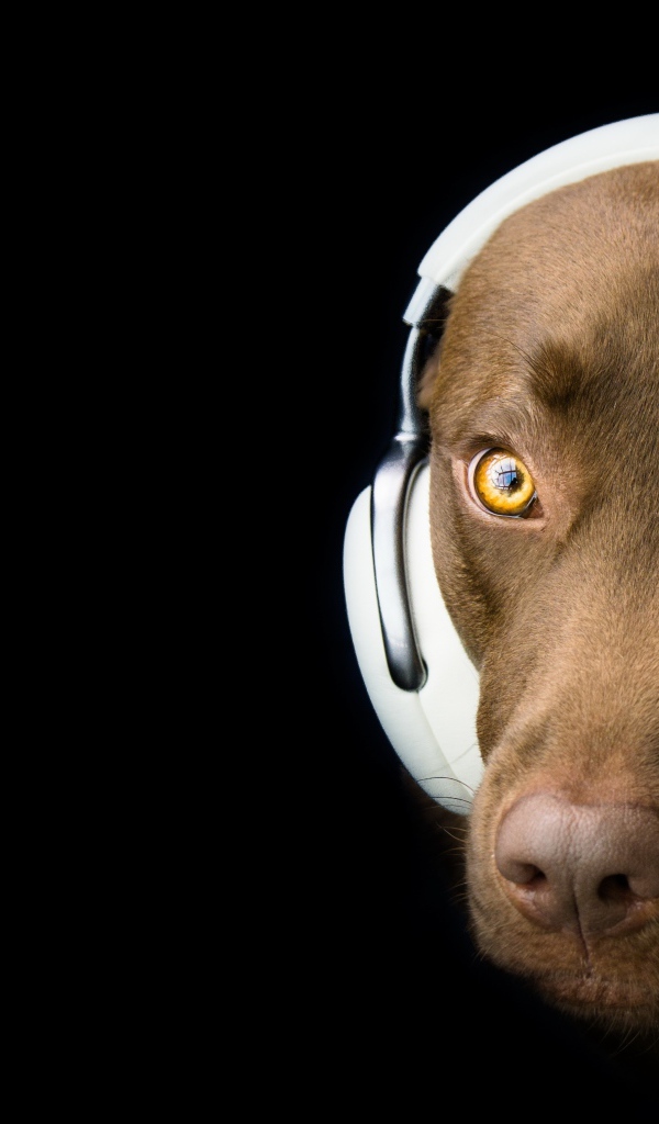 Лабрадор в наушниках на черном фоне