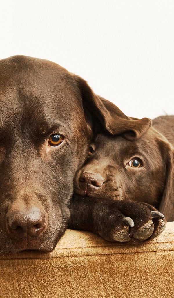Лабрадор с маленьким милым щенком