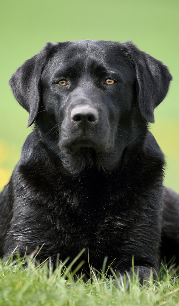 Большой черный лабрадор лежит на траве