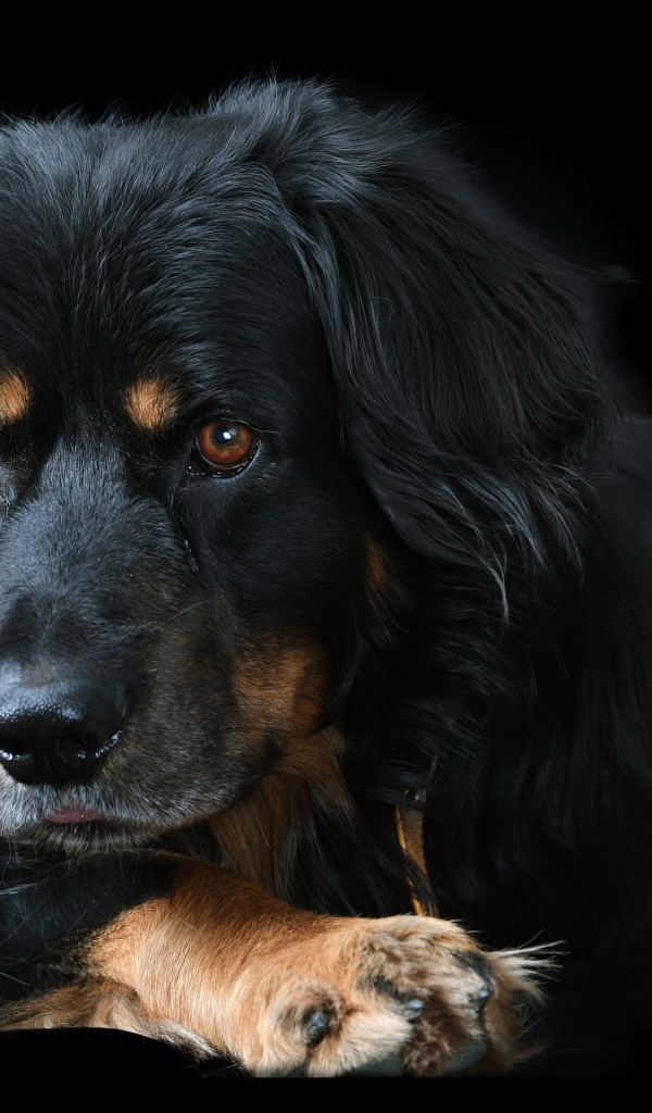 Большая породистая собака на черном фоне