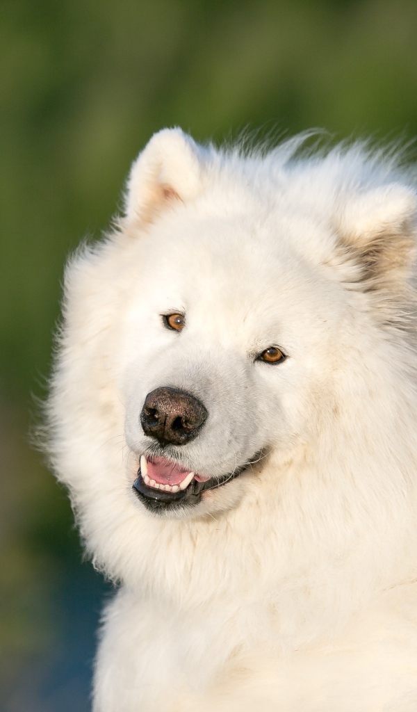 Большой белый пес породы самоед