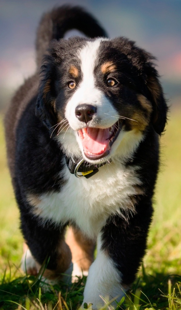 Маленький щенок австралийской овчарки на зеленой траве