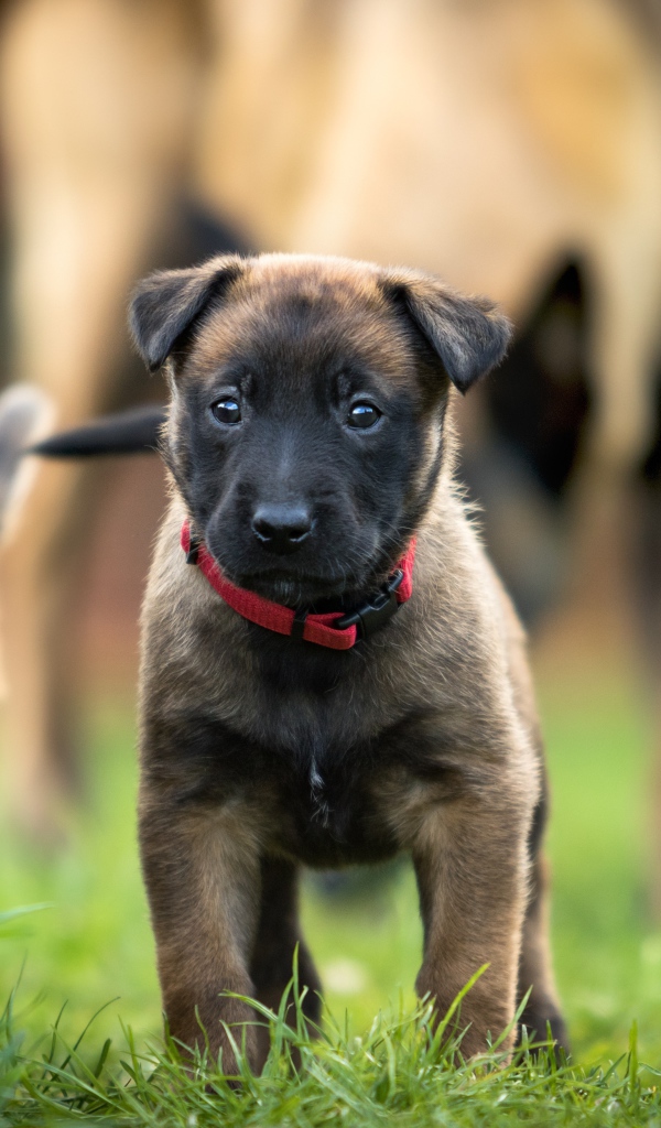Маленький щенок бельгийской овчарки в красном ошейнике