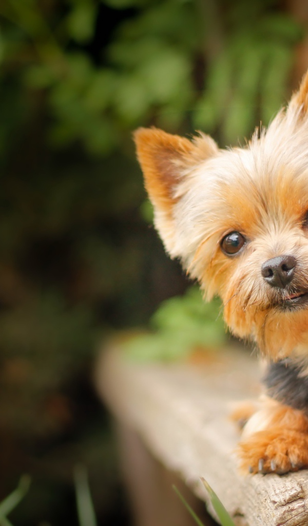 Маленький щенок йоркширского терьера на фоне кирпичной стены