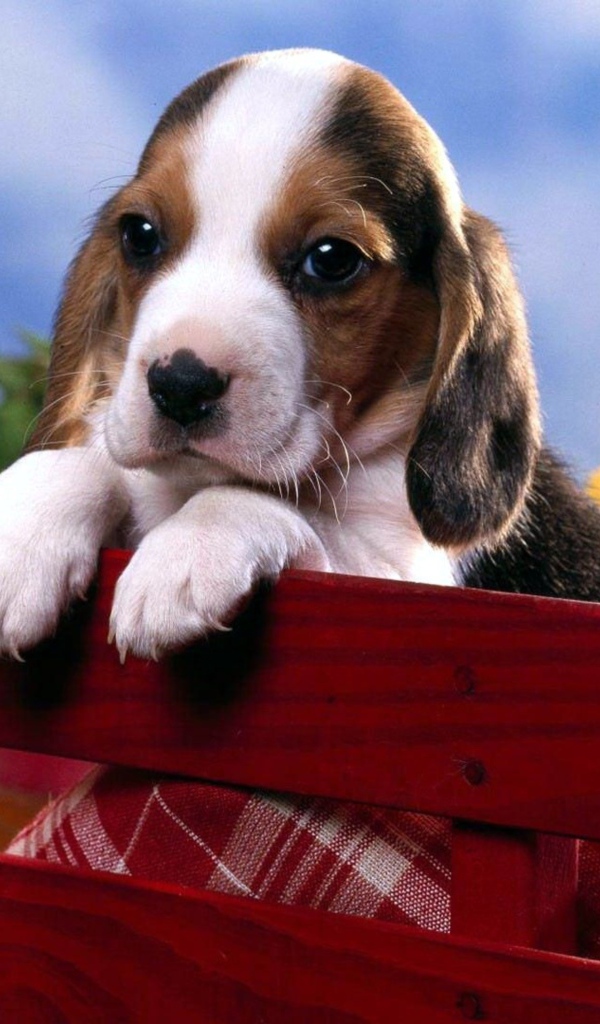 Маленький щенок бигля сидит в коробке