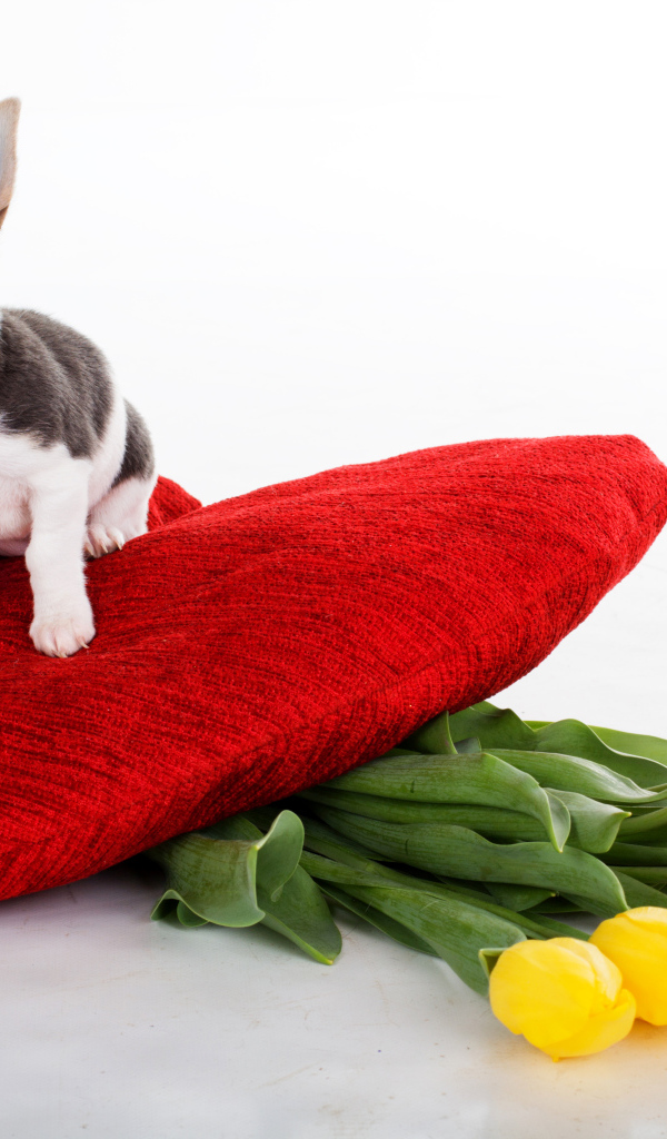 Маленький чихуахуа сидит на большом красном сердце с букетом тюльпанов