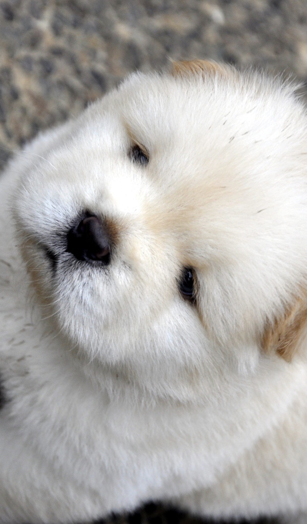 Маленький пушистый щенок чау чау