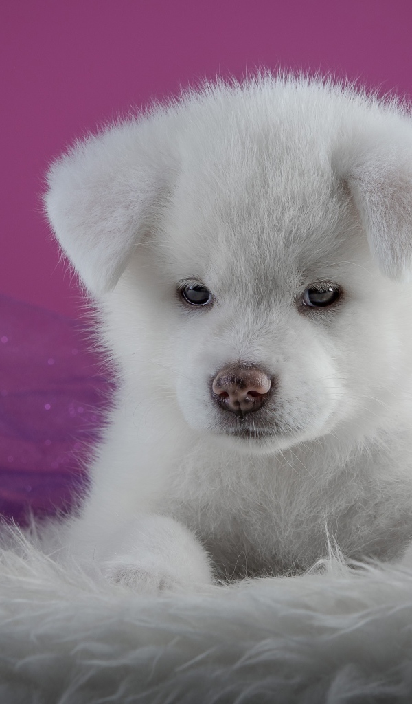 Маленький пушистый белый щенок  Акита-ину