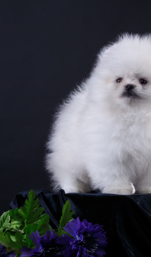 Маленький пушистый белый шпиц на черном фоне