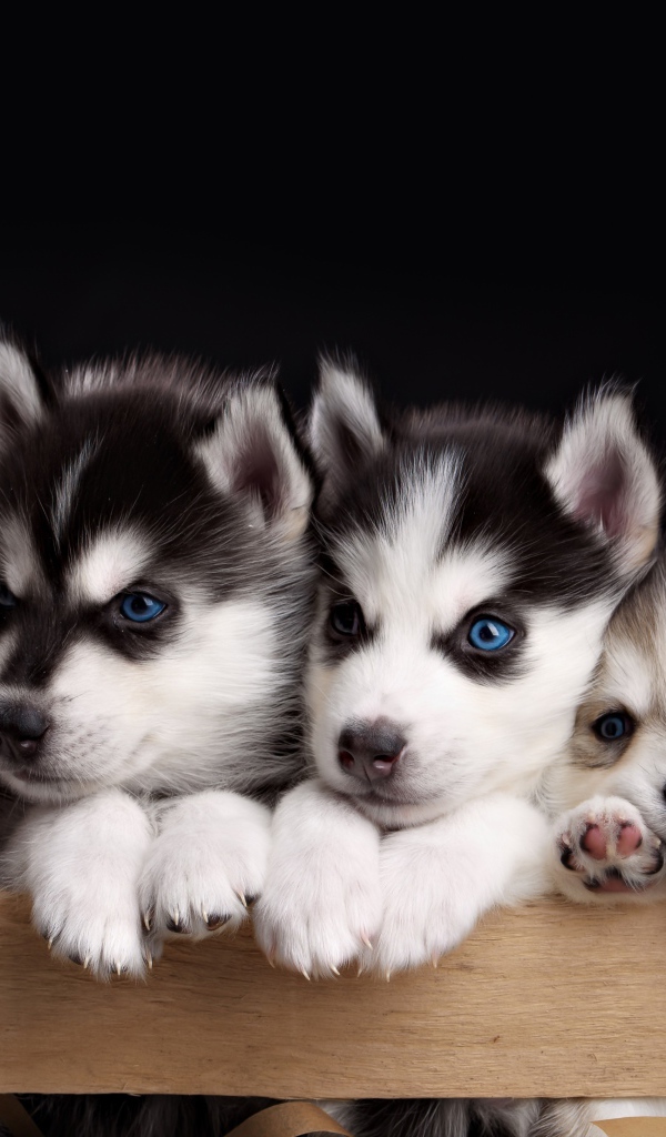 Маленькие забавные щенки хаски в ящике на черном фоне