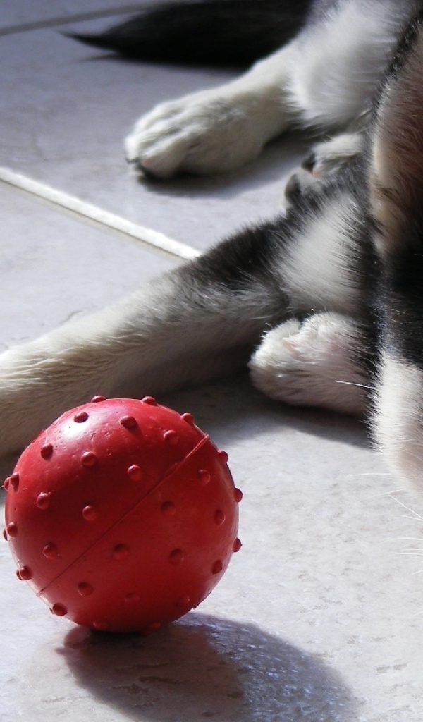 Маленький щенок хаски играет с мячиком