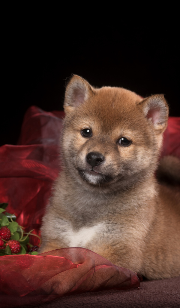 Маленький щенок Сиба-ину на красном покрывале