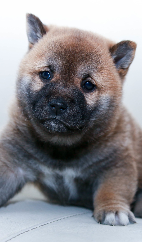 Маленький щенок акита ину