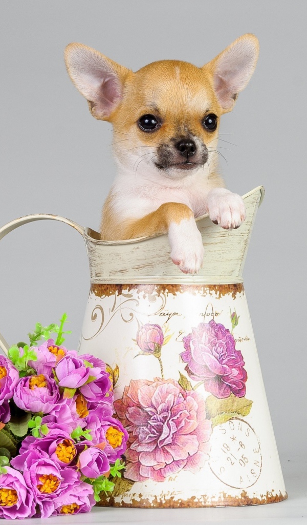 Маленький щенок в вазе с букетом на сером фоне