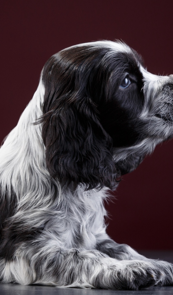 Маленький щенок английского спаниеля