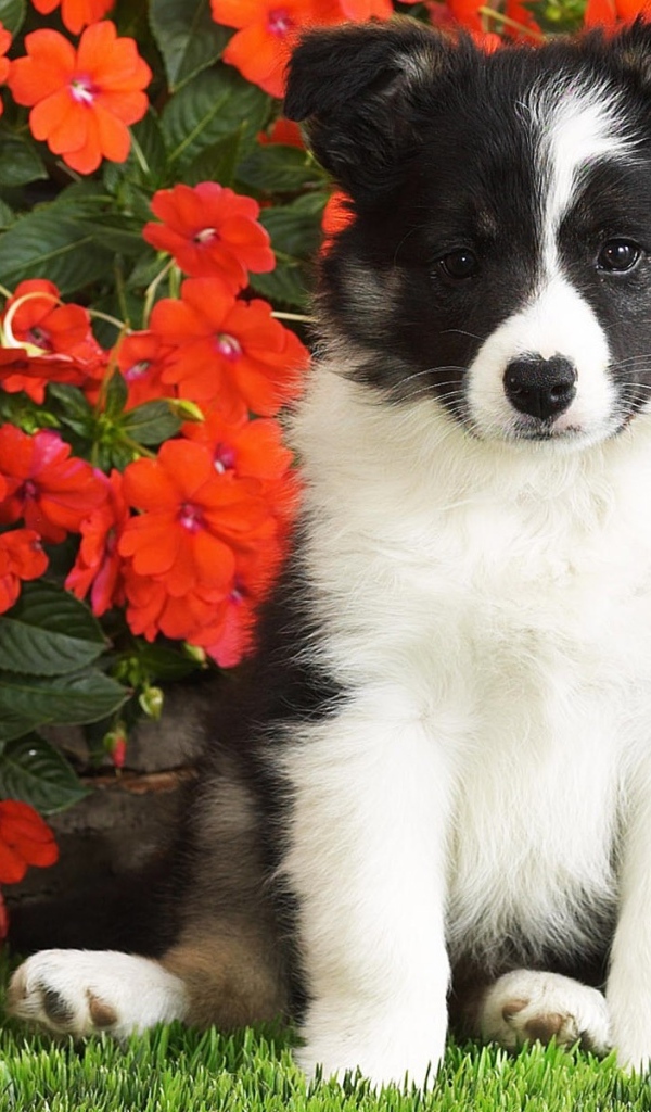 Маленький щенок сидит в красных цветах