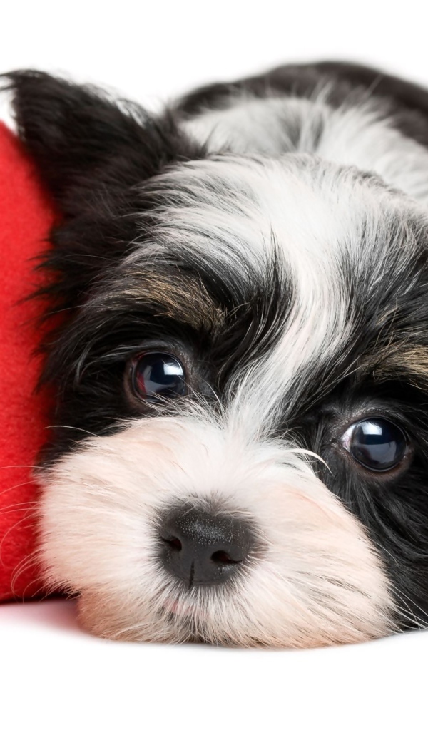 Маленький щенок с красным плюшевым сердцем на белом фоне