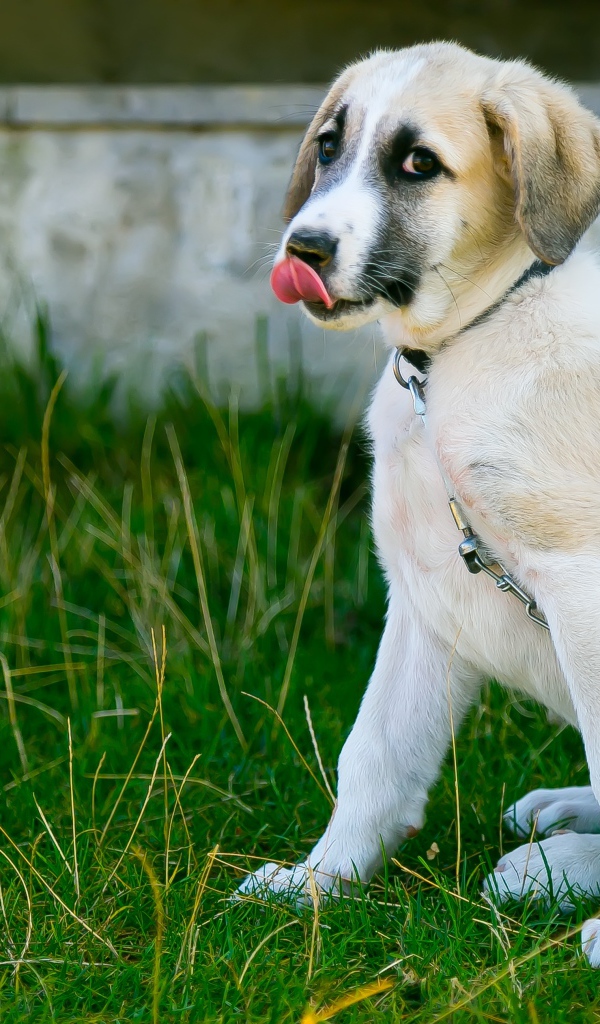 Маленький щенок с высунутым языком на цепи