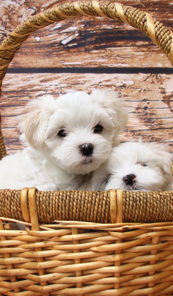 Маленькие белые щенки болонки в корзине