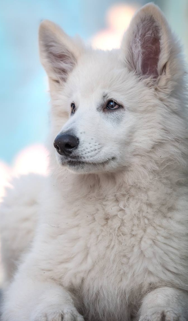 Маленькая белая овчарка с грустным взглядом