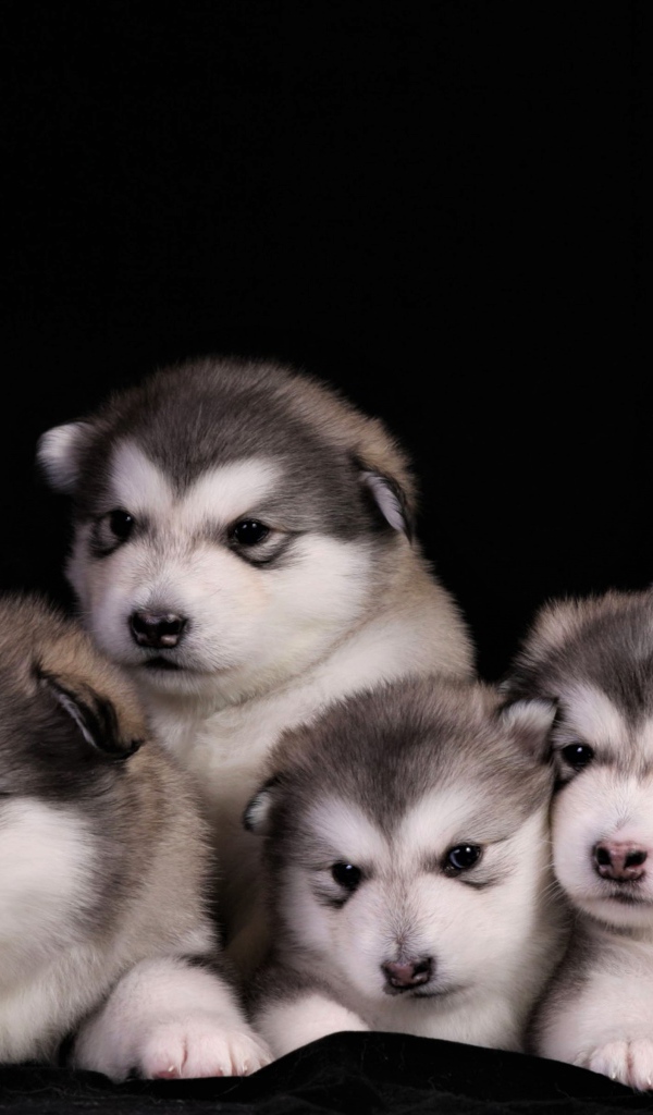 Милые маленькие щенки аляскинского маламута на черном фоне