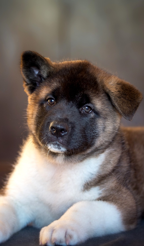 Милый щенок акита ину с опущенным ухом