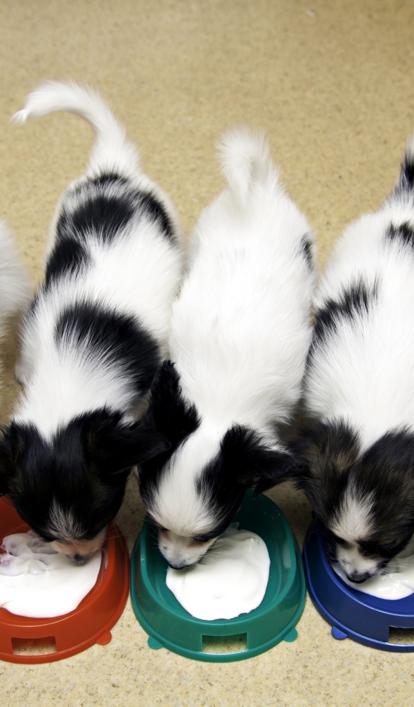 Милые щенки папильона едят из мисок