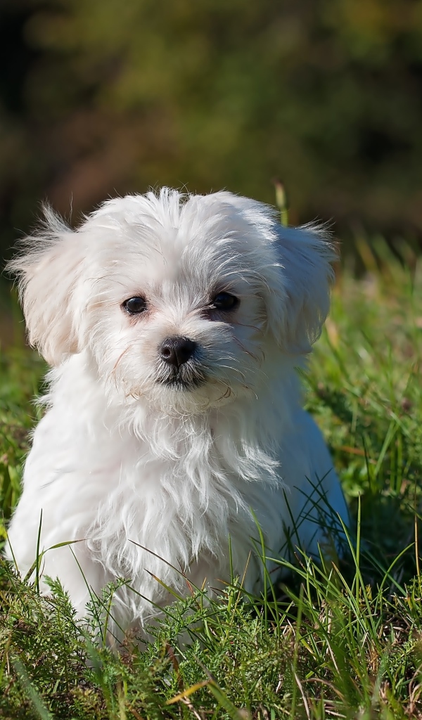 Мальтийская болонка в зеленой траве