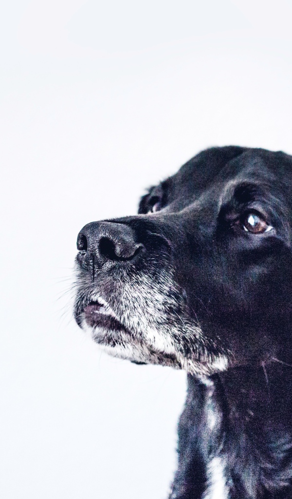 Морда черного дога на сером фоне