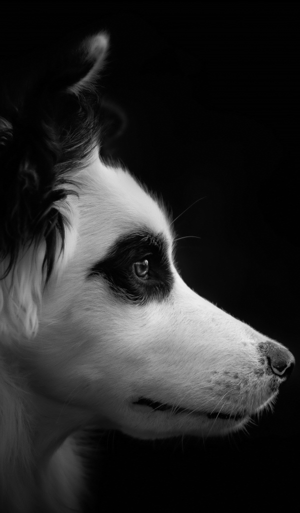 Морда собаки породы бордер колли черно - белое фото