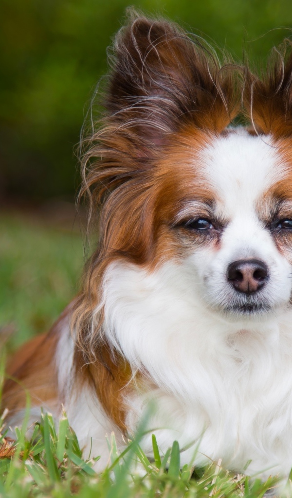 Собака породы Папильон лежит на зеленой траве