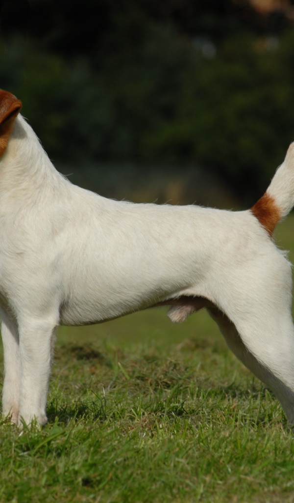 Парсон рассел терьер стоит на зеленой траве