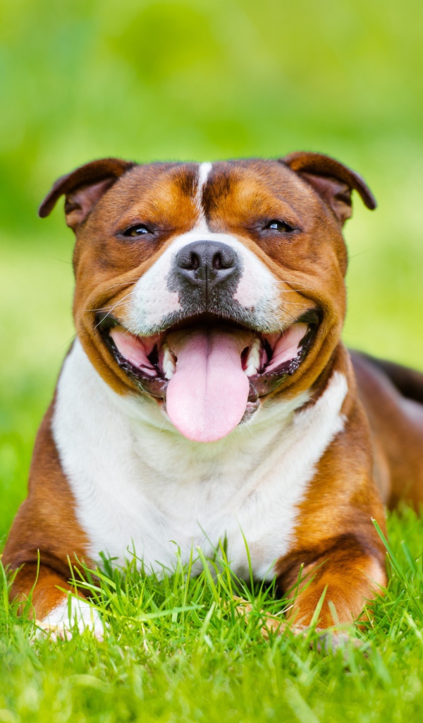 Довольный Стаффордширский бультерьер с высунутым языком лежит на зеленой траве