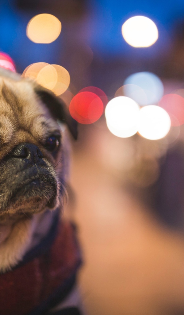 Мопс с грустной мордой с воротником на шее