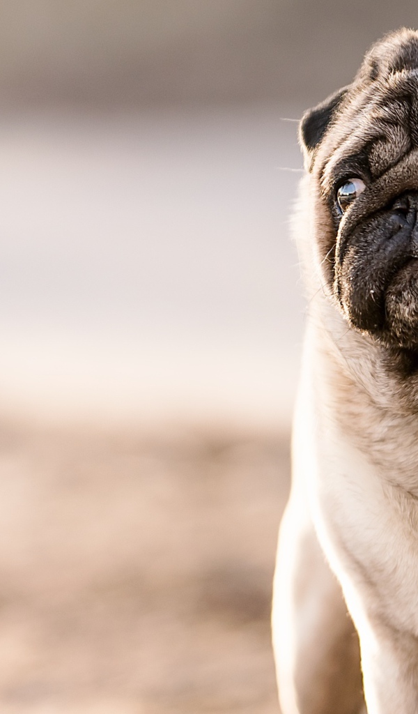Мопс с грустным взглядом 