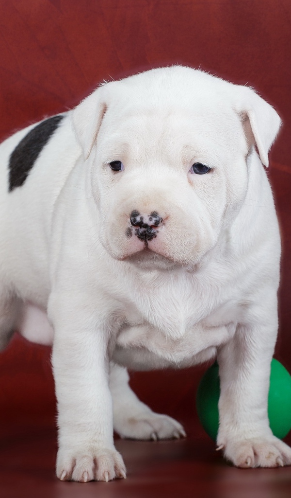 Щенок Амстафф с игрушками