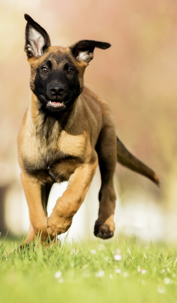 Щенок бельгийской овчарки малинуа бежит по зеленой траве