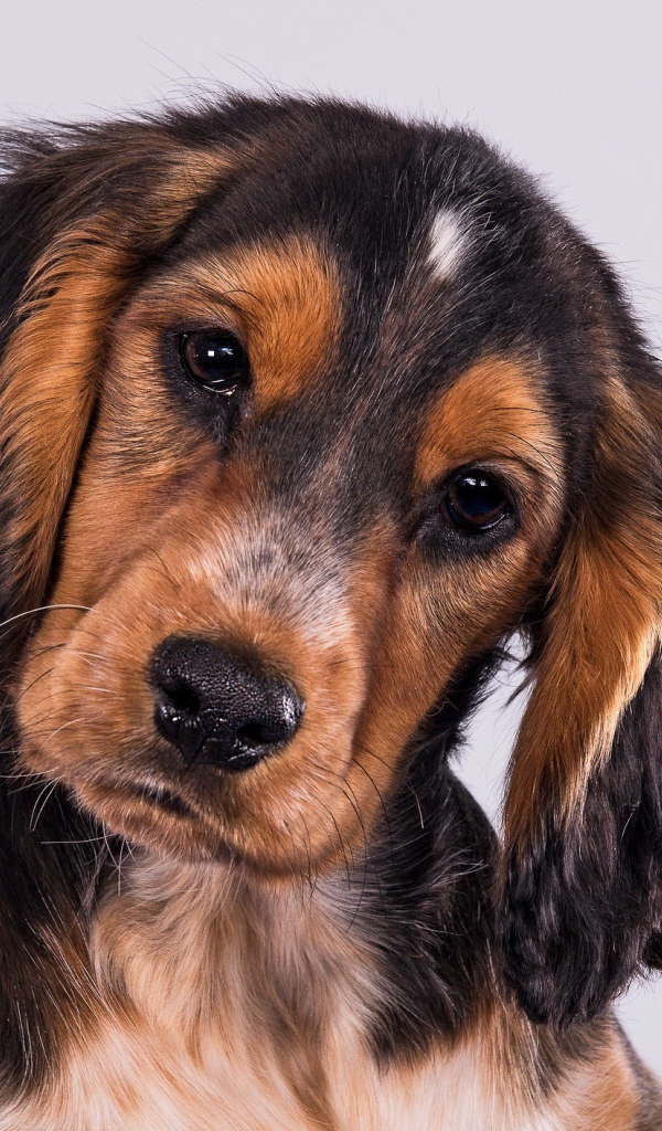 Щенок Кокер-Спаниеля на сером фоне