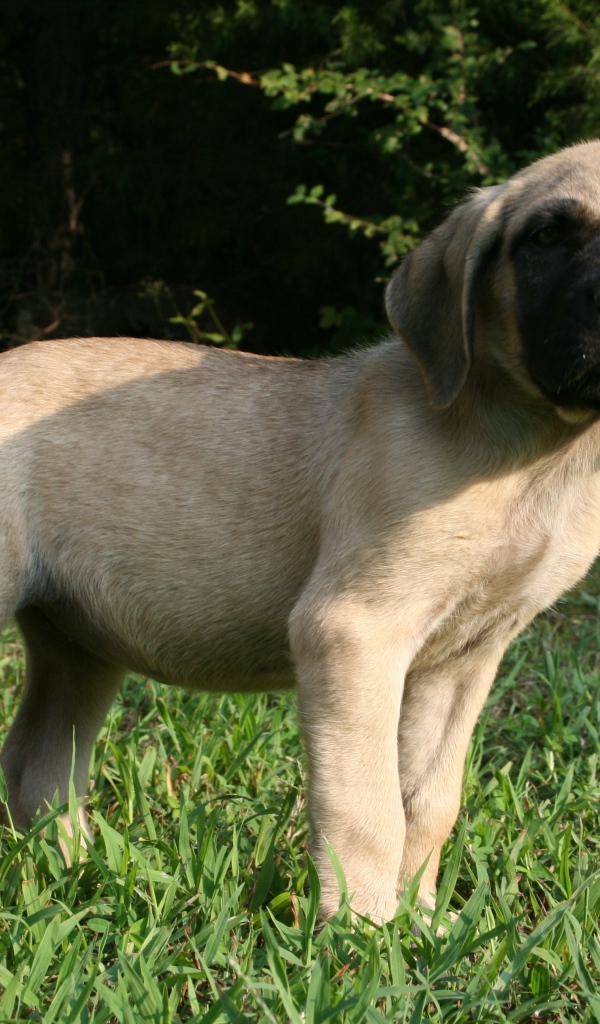 Щенок английского мастифа стоит на зеленой траве