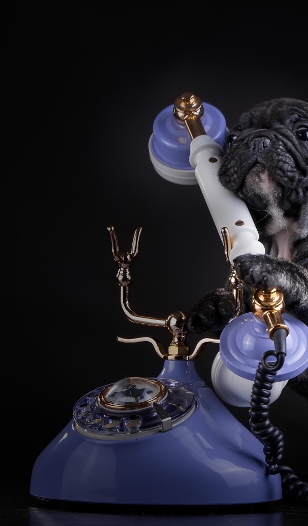 Щенок французского бульдога с телефоном