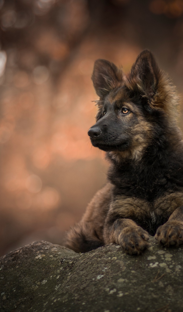 Щенок немецкой овчарки лежит на камне