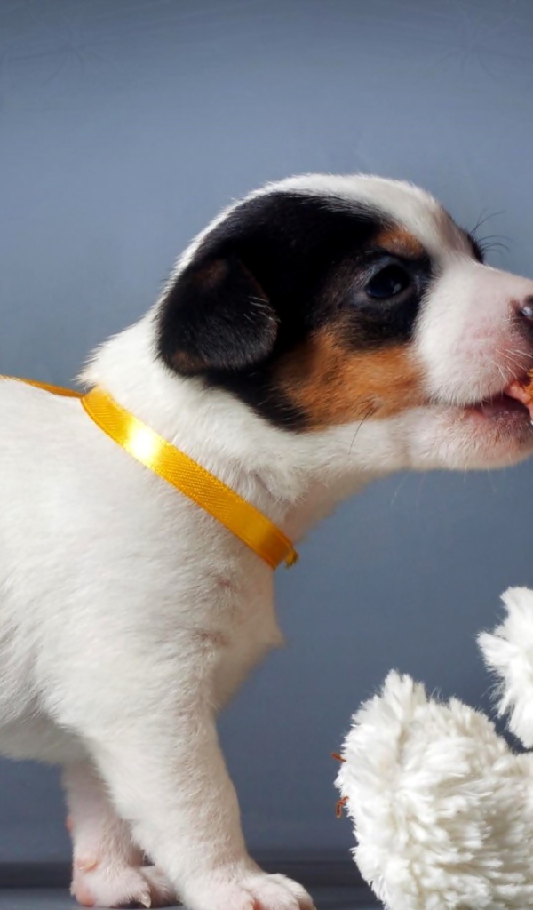 Щенок Джек-рассел-терьера кусает белого плюшевого мишку 