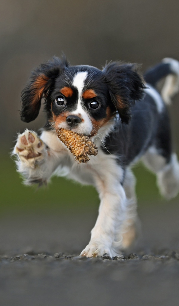 Щенок Кинг чарльз спаниель бежит по дороге