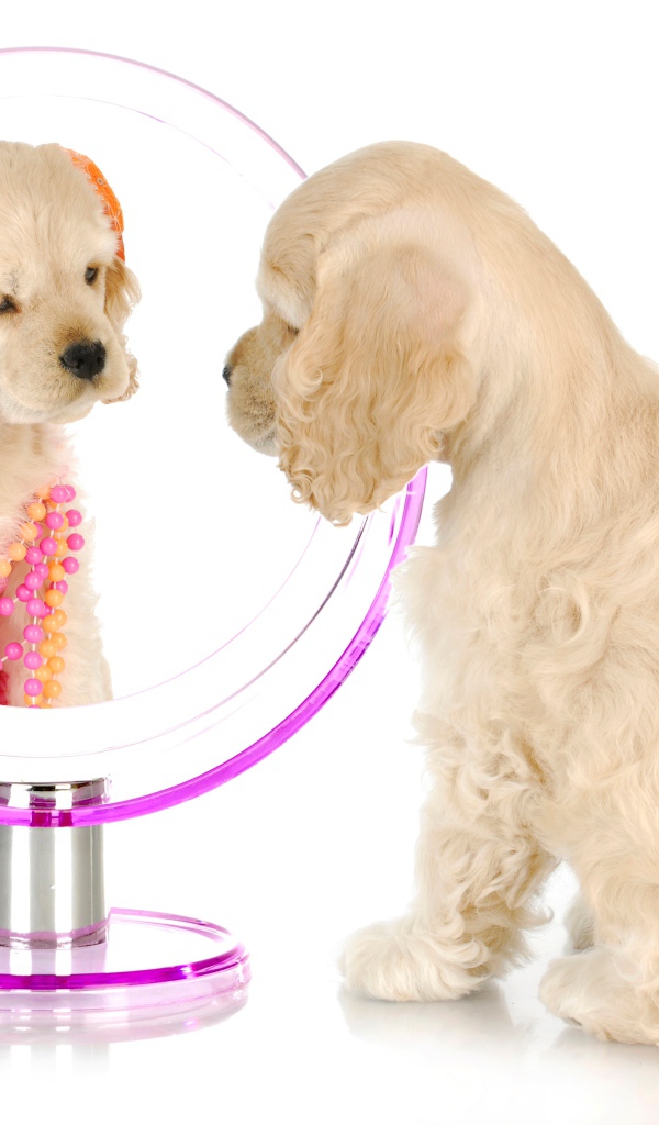 Щенок спаниеля смотрит в зеркало на белом фоне